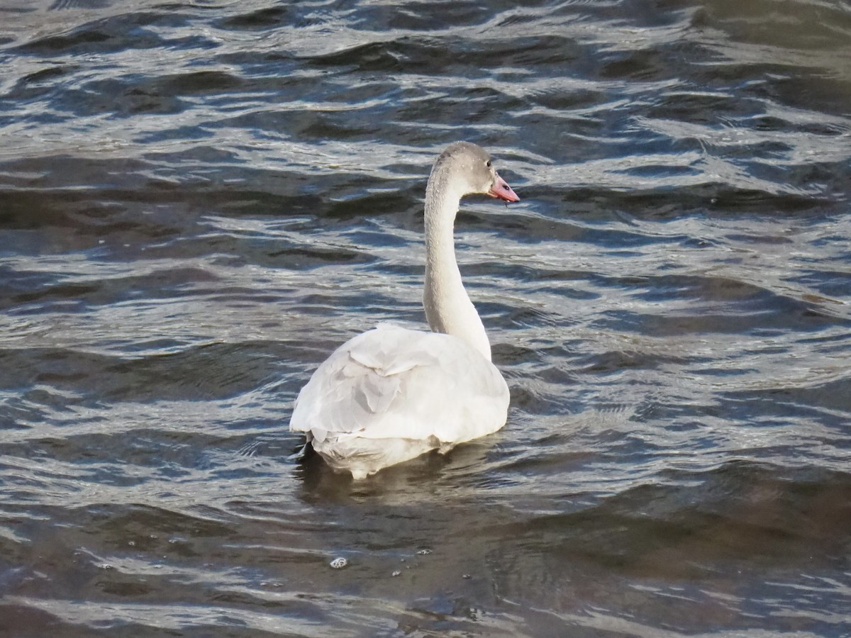 Tundra Swan - ML645801858