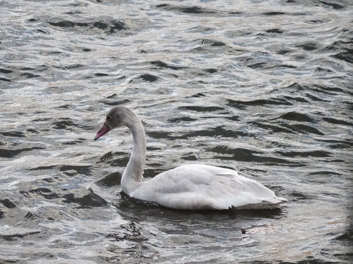 Tundra Swan - ML645801859