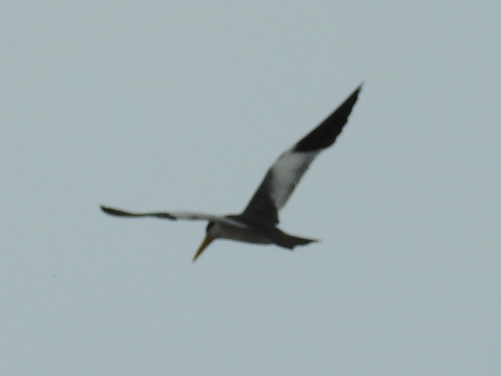 Large-billed Tern - ML645801870