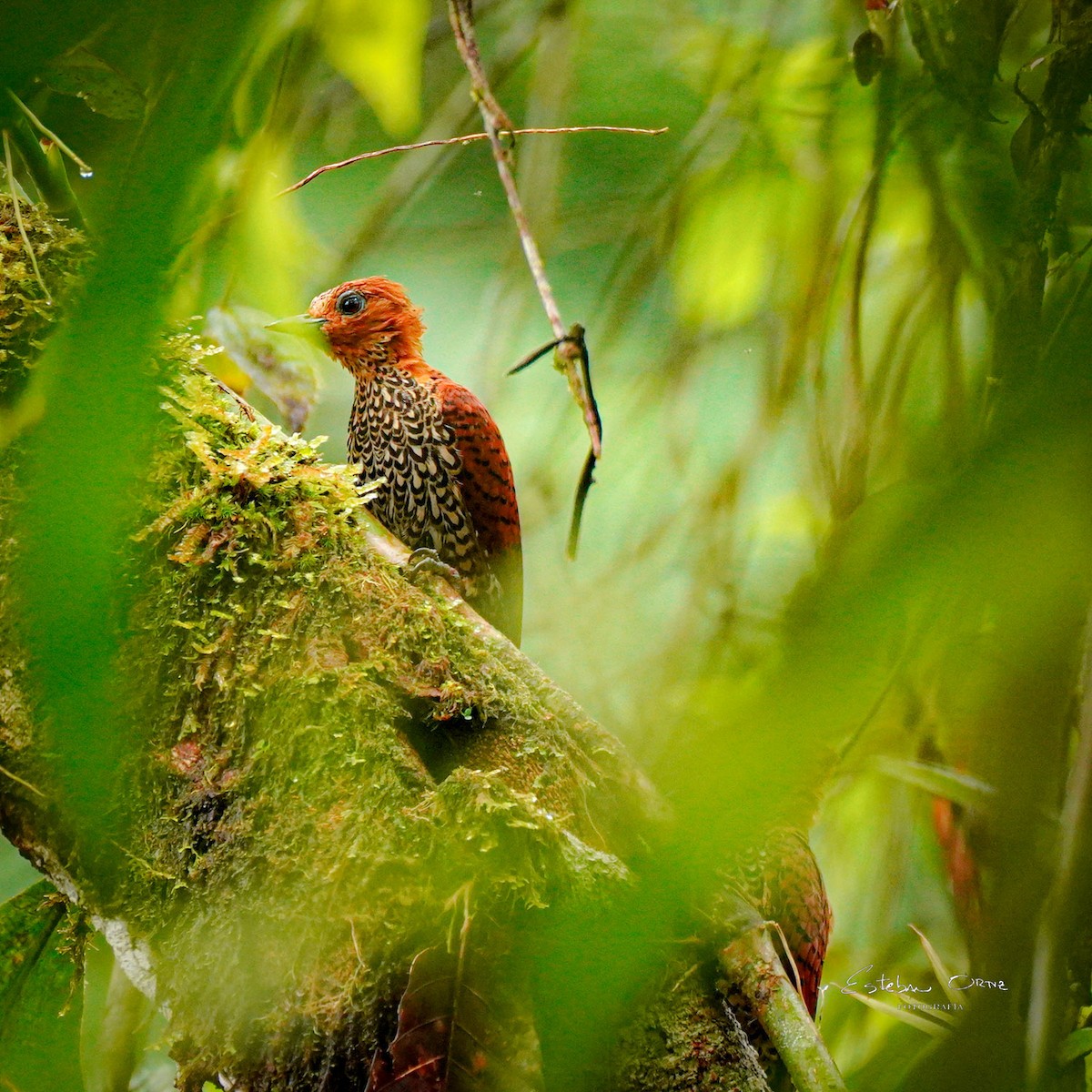 Cinnamon Woodpecker - ML645801881