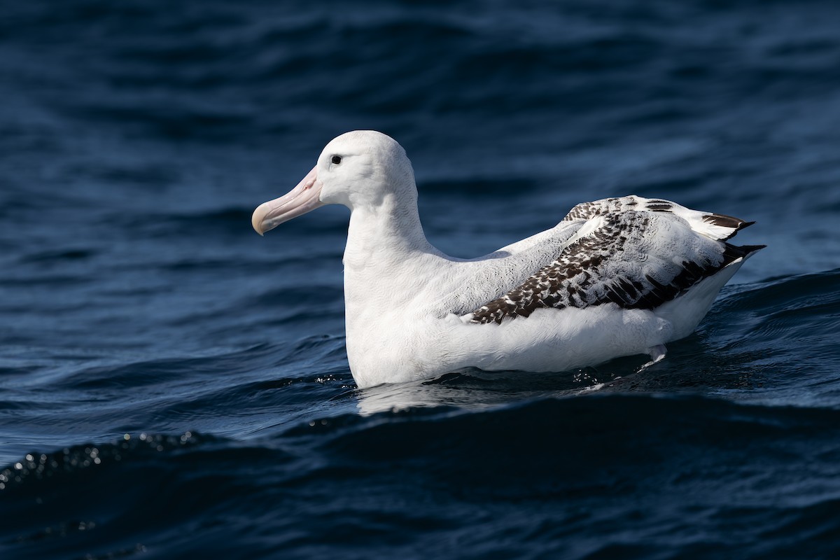Snowy/Tristan/Antipodean Albatross - ML645801886