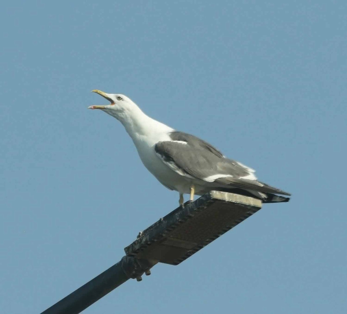 Lesser Black-backed Gull (Steppe) - ML645801889