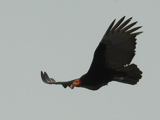 Lesser Yellow-headed Vulture - ML645801891