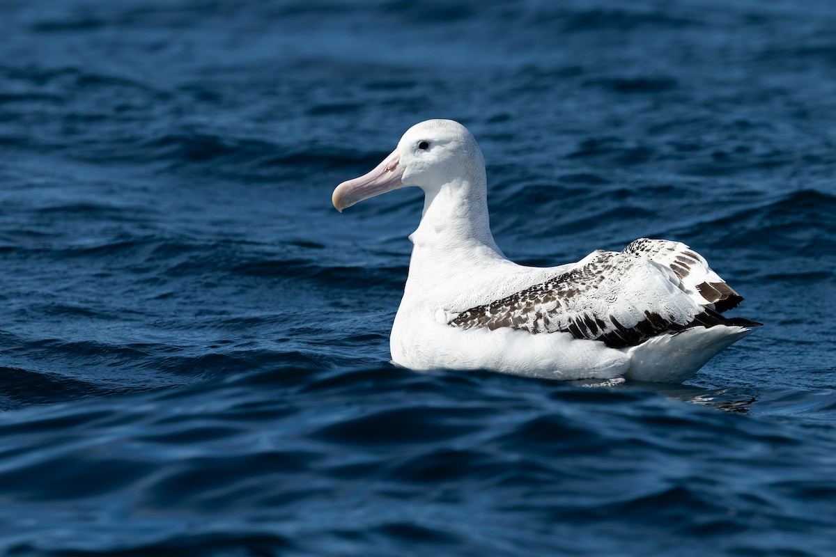 Snowy/Tristan/Antipodean Albatross - ML645801893