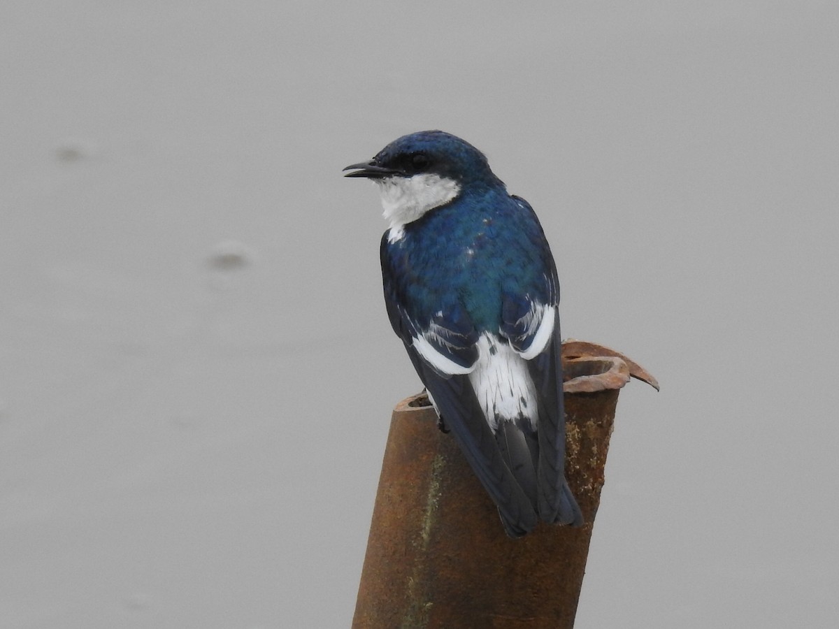 White-winged Swallow - ML645801895