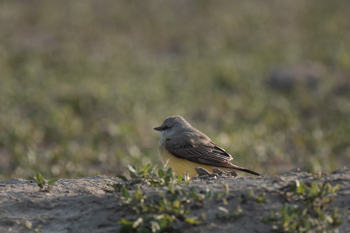 Western Kingbird - ML645801896