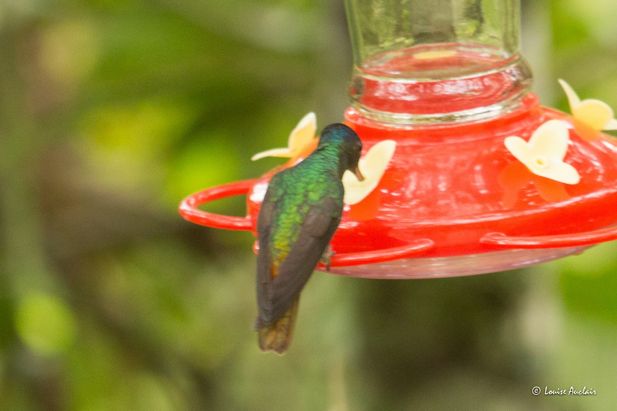 gyllenstjertkolibri - ML645801935