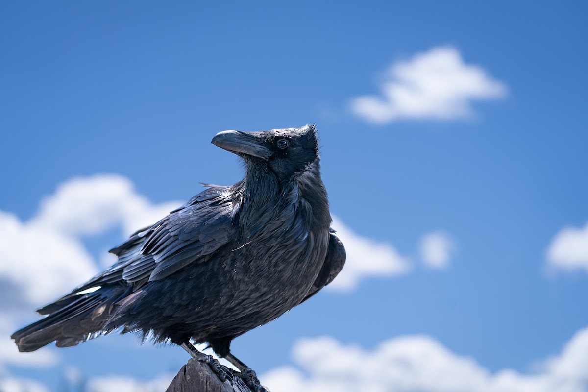 Corvo imperiale - ML645801938