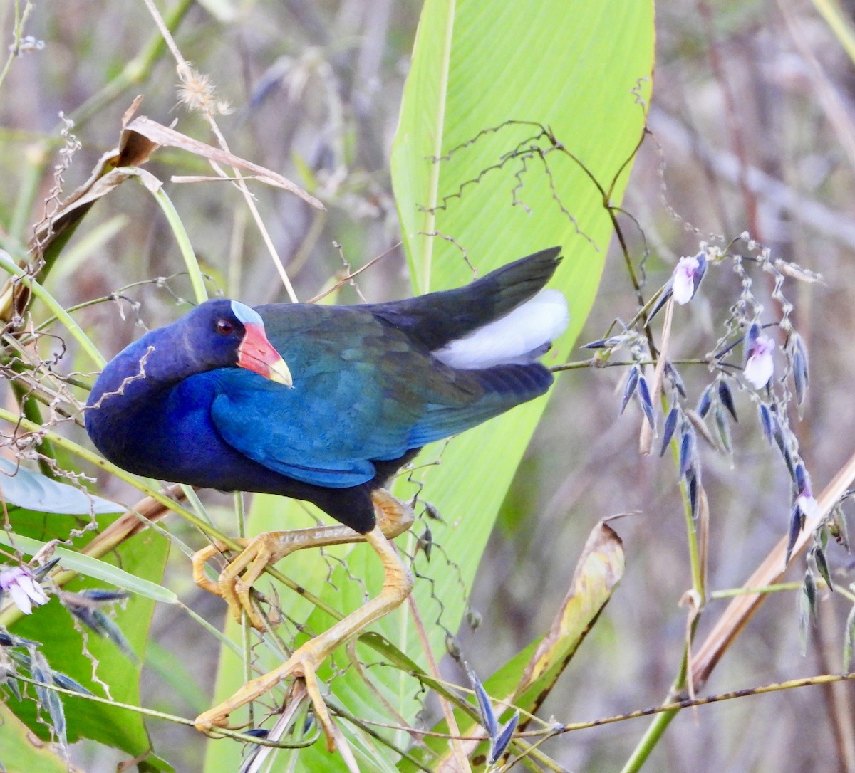 Малая султанка - ML645801940
