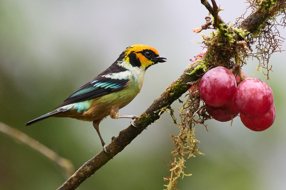 Flame-faced Tanager - ML645801941