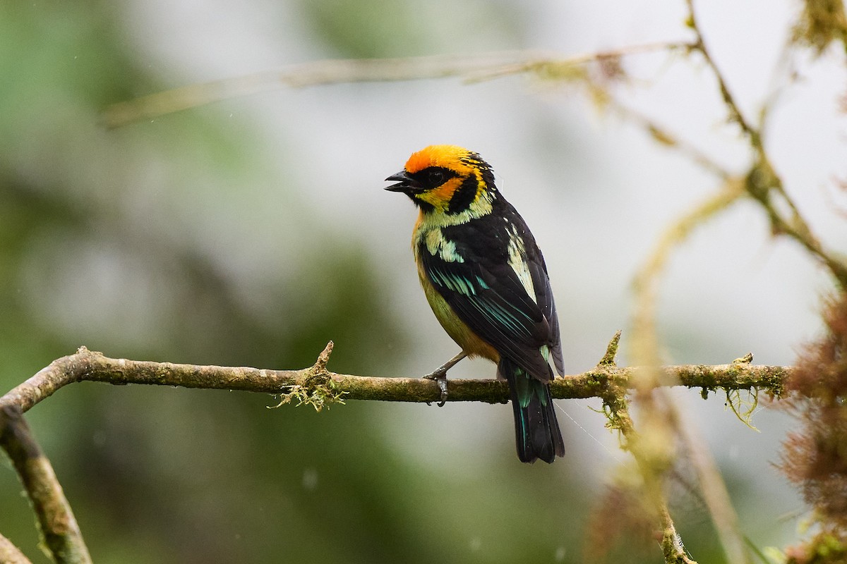 Flame-faced Tanager - ML645801942