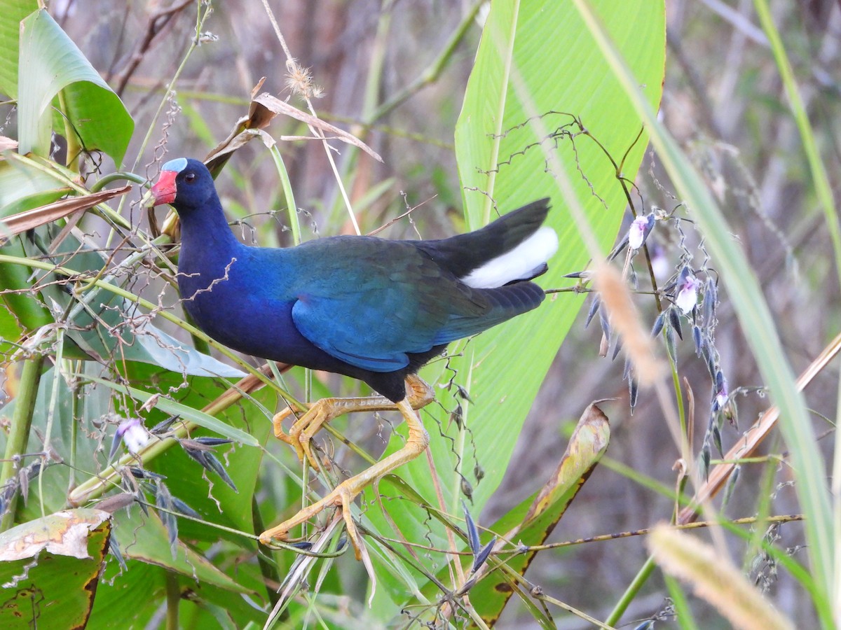 Малая султанка - ML645801949