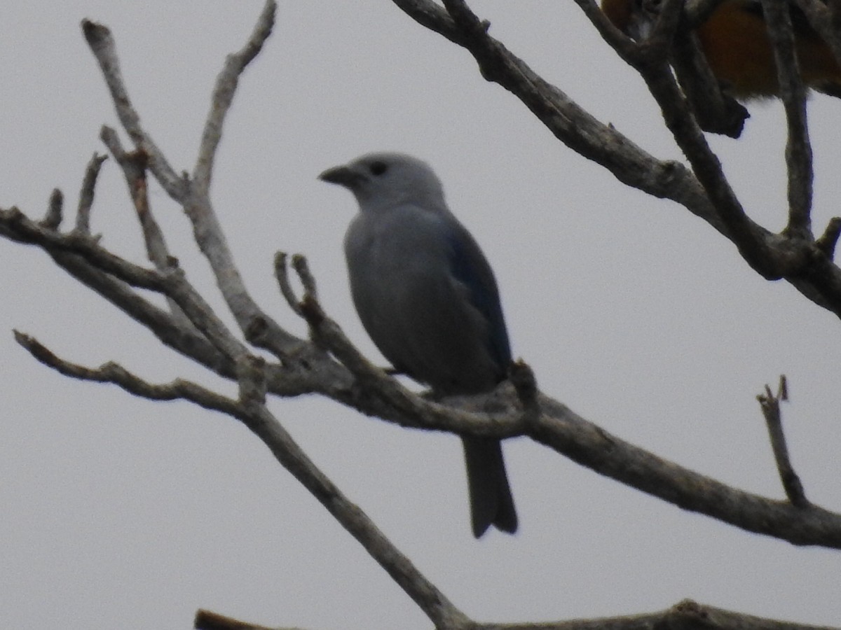 Glaucous Tanager - ML645801950
