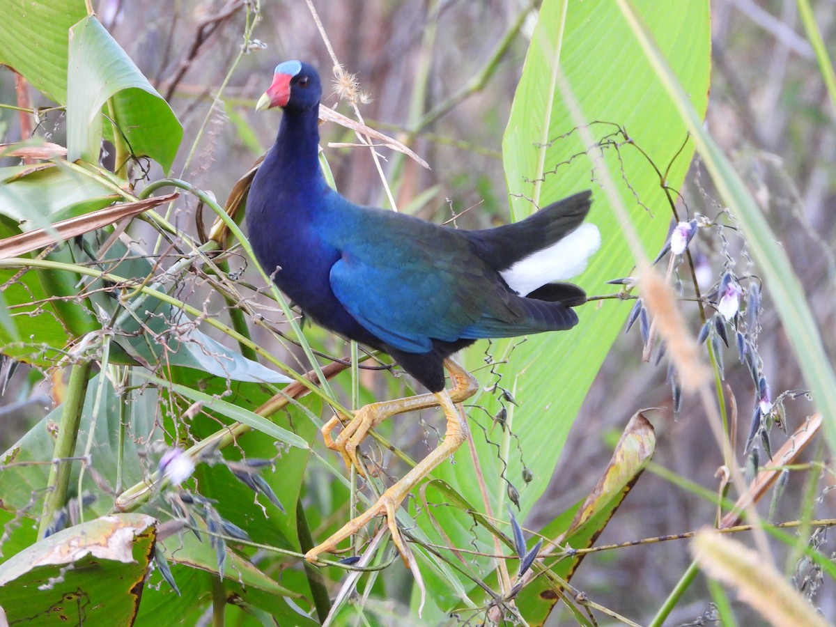 Малая султанка - ML645801951