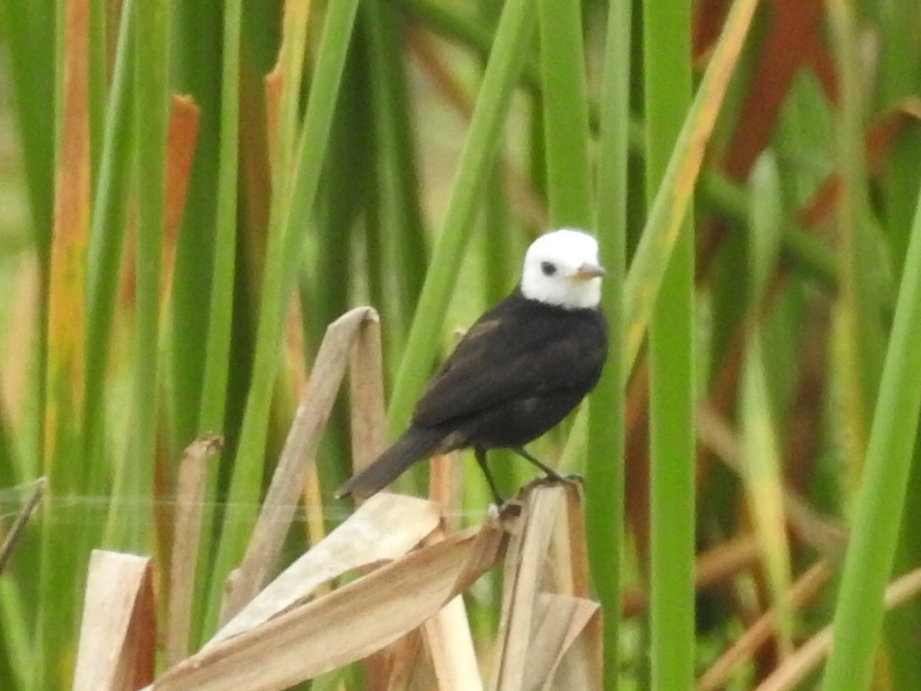 White-headed Marsh Tyrant - ML645801957