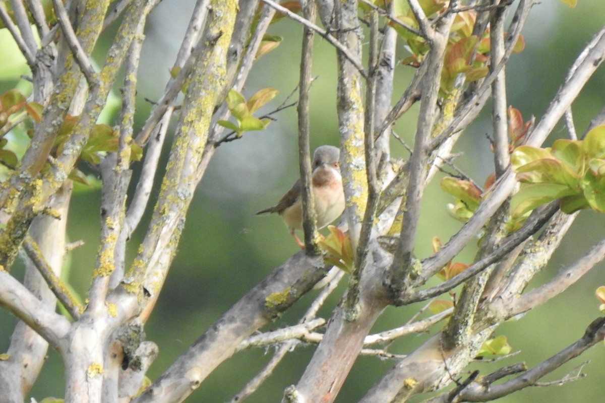 Curruca Carrasqueña Oriental - ML645801958