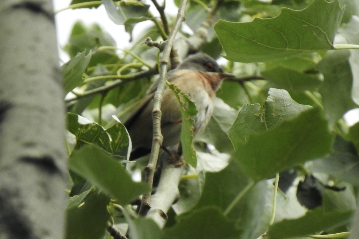 Curruca Carrasqueña Oriental - ML645801959