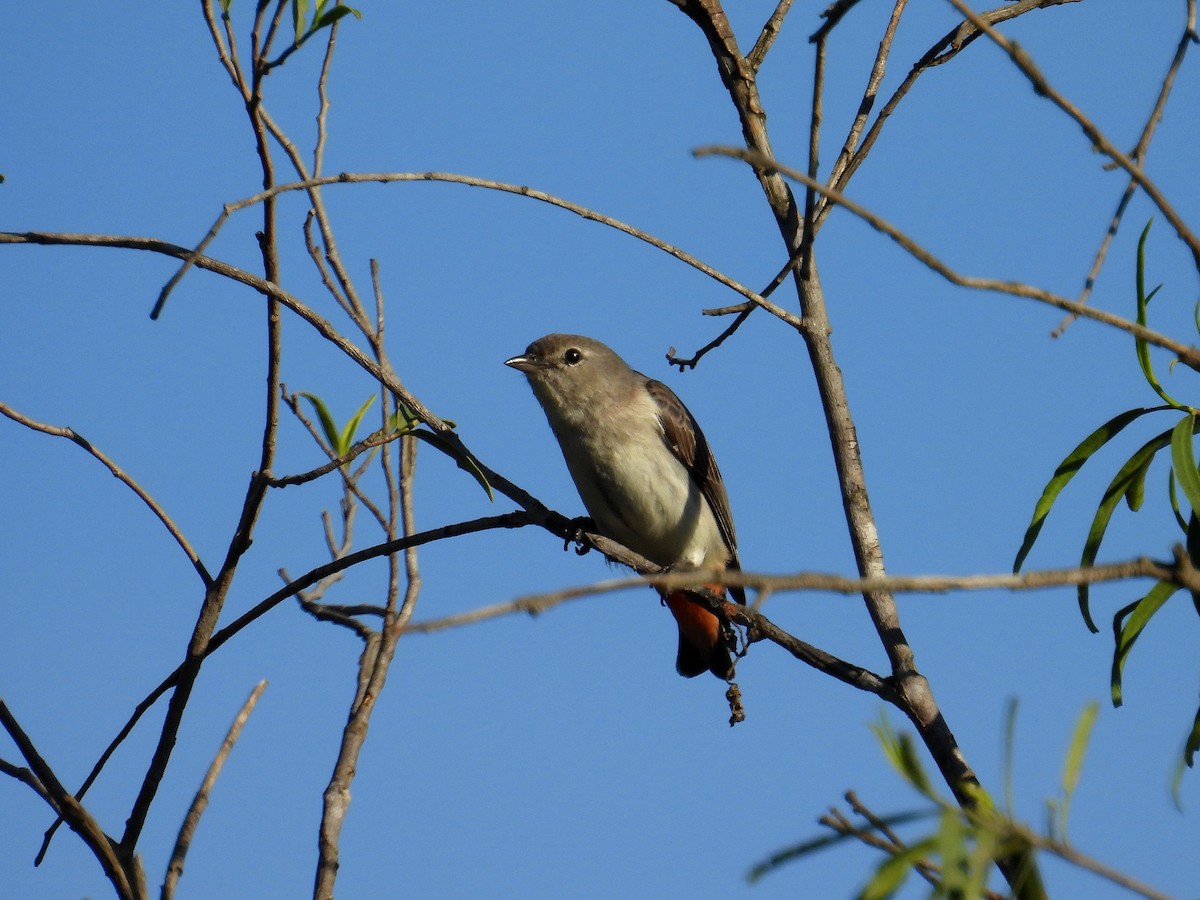 Mistletoebird - ML645801960