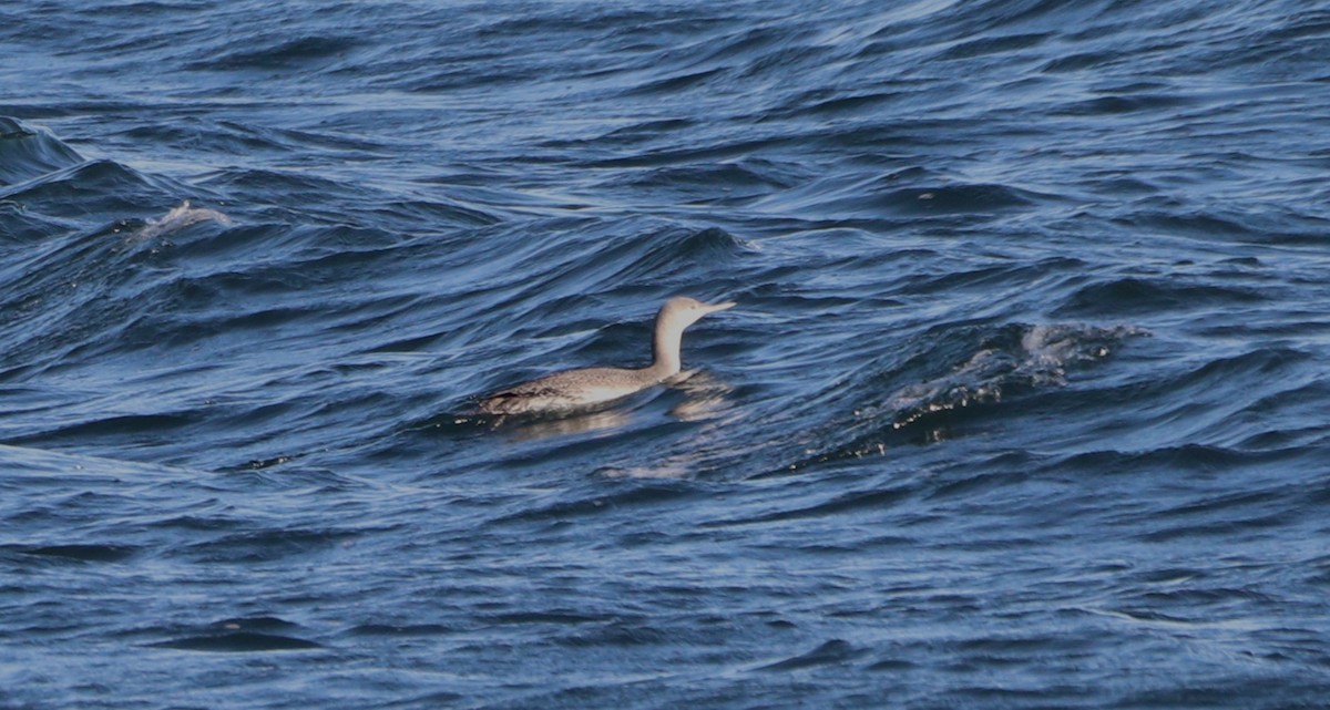 Plongeon catmarin - ML645801961