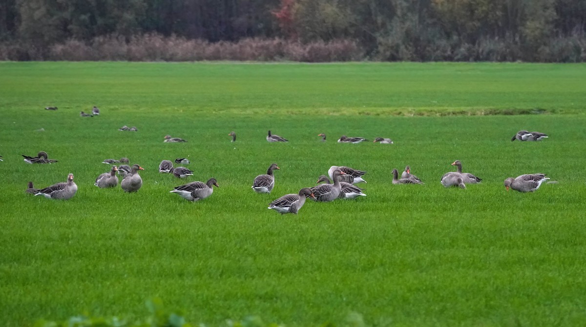 Oie cendrée - ML645801980