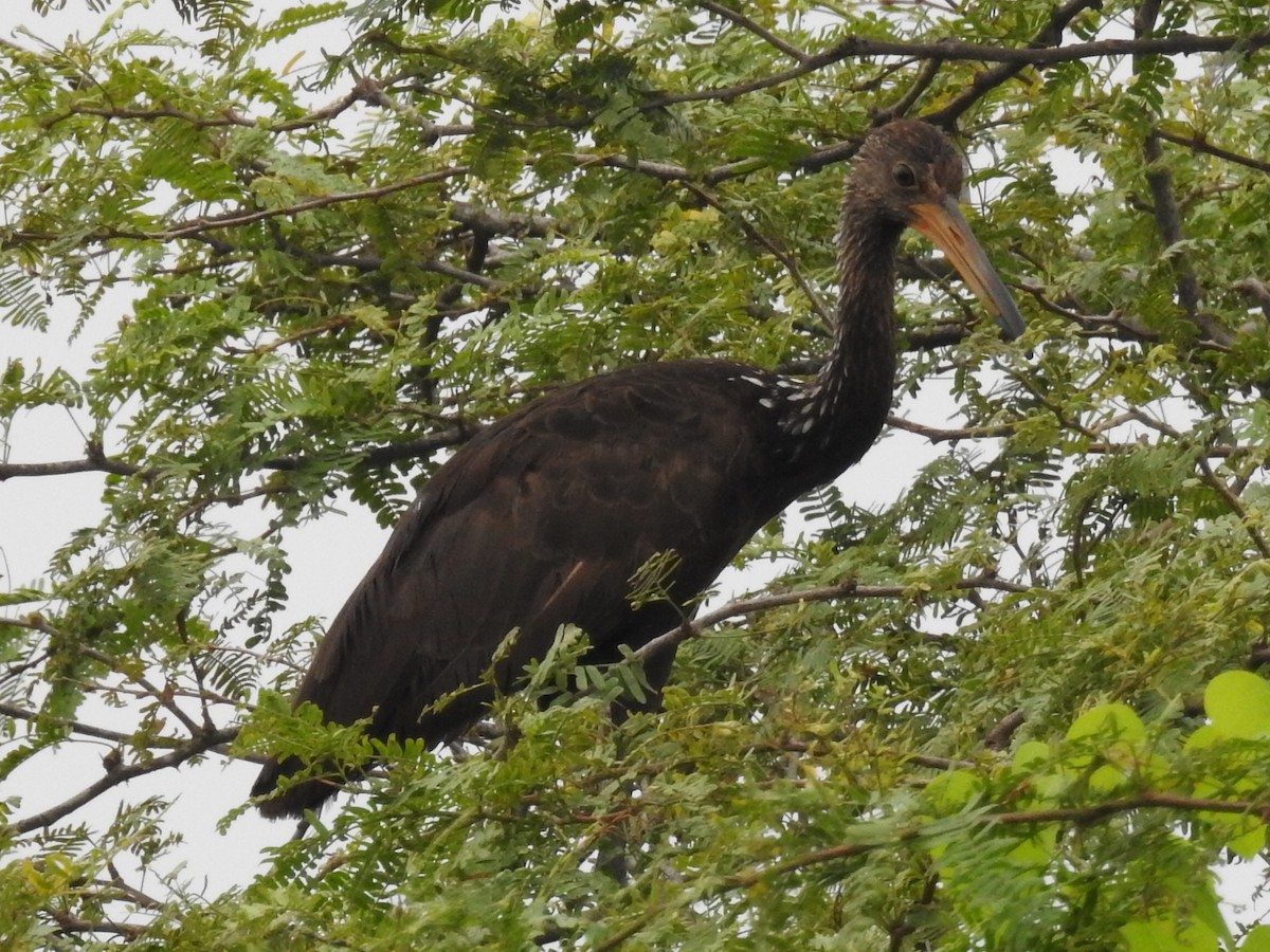 Limpkin (Brown-backed) - ML645801986