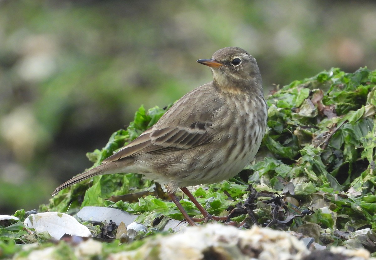 Rock Pipit - ML645802010