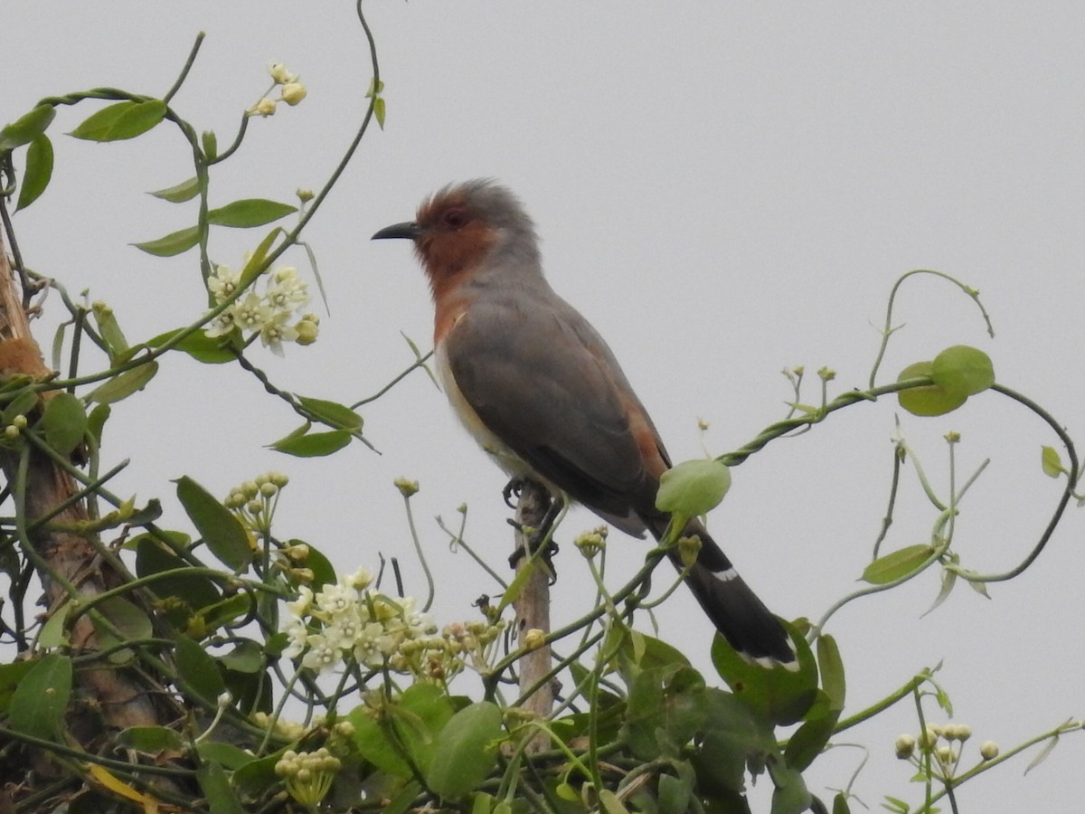 Dwarf Cuckoo - ML645802012