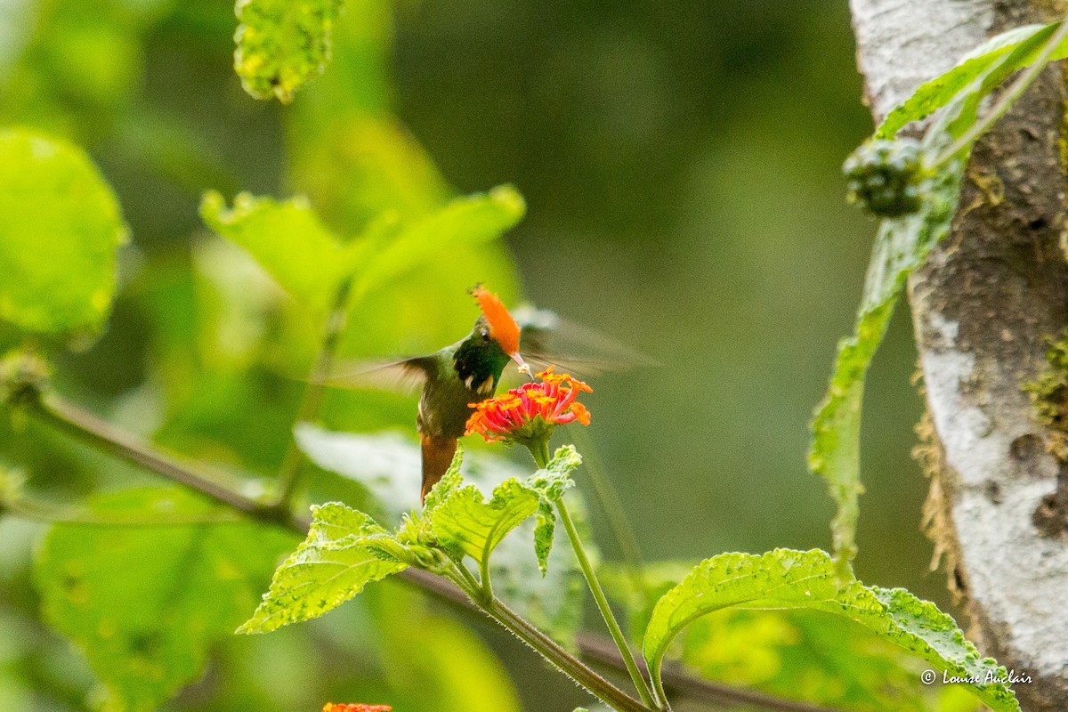 Kızıl Başlıklı Koket - ML645802025