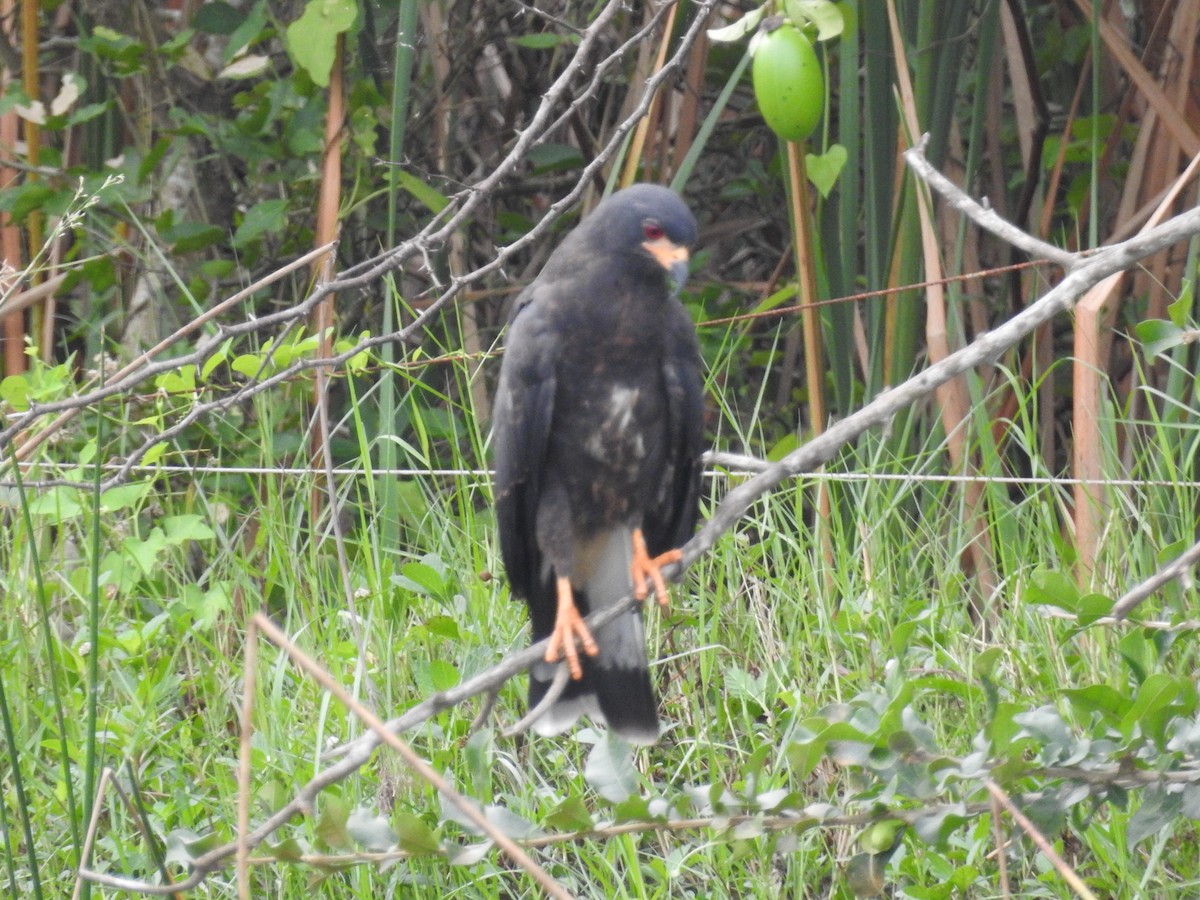 Snail Kite - ML645802027