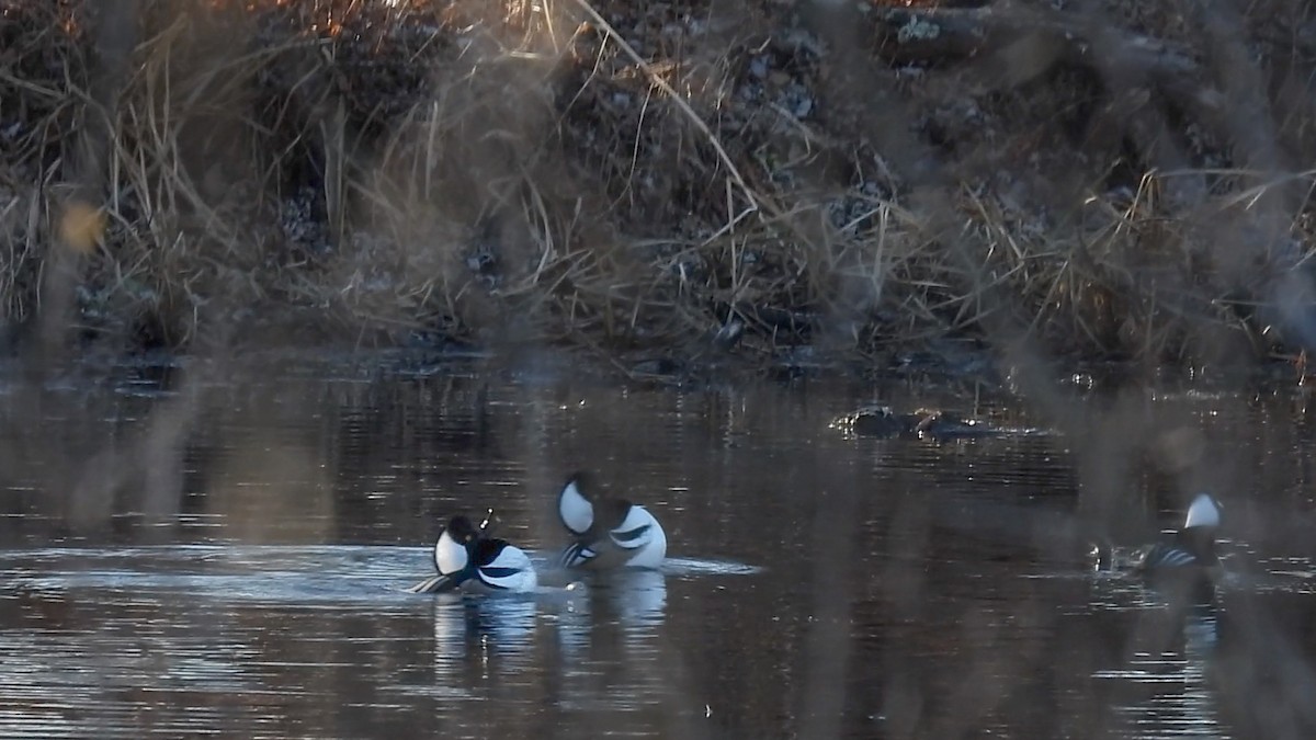 Hooded Merganser - ML645802028