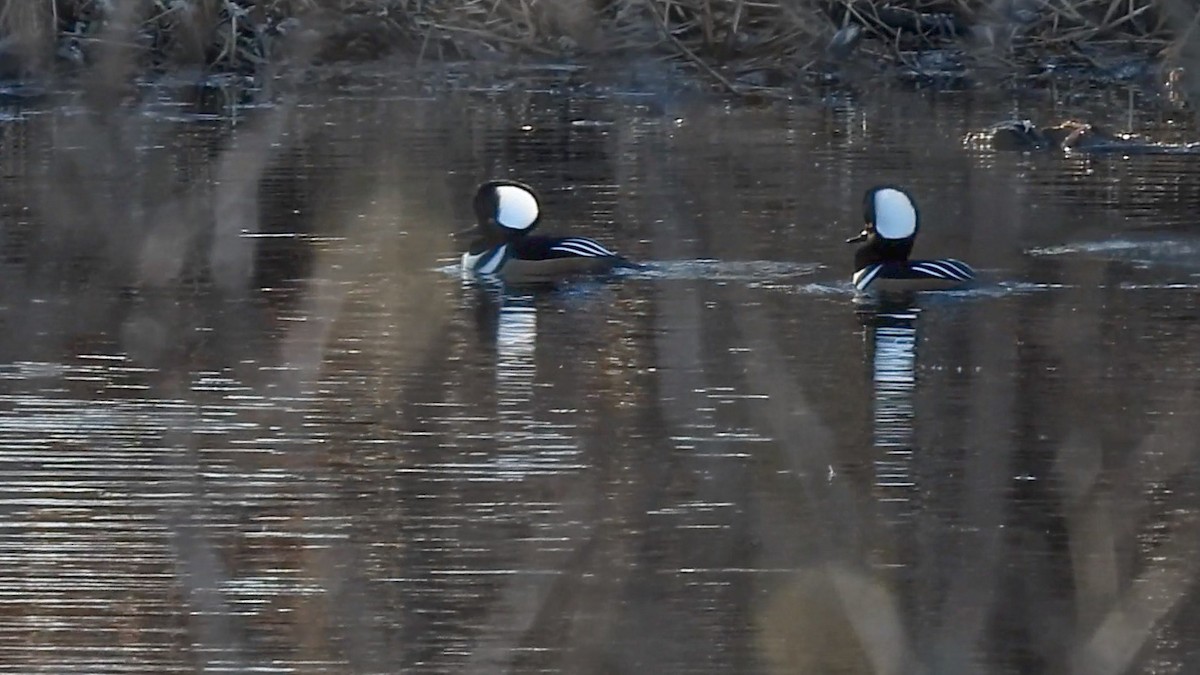 Hooded Merganser - ML645802029