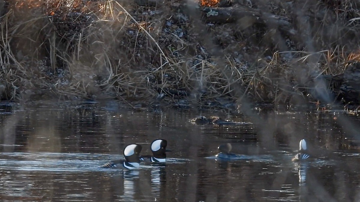 Hooded Merganser - ML645802030