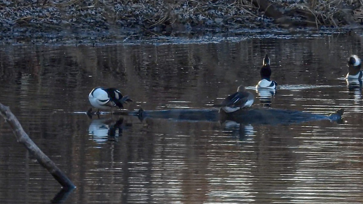 Hooded Merganser - ML645802031
