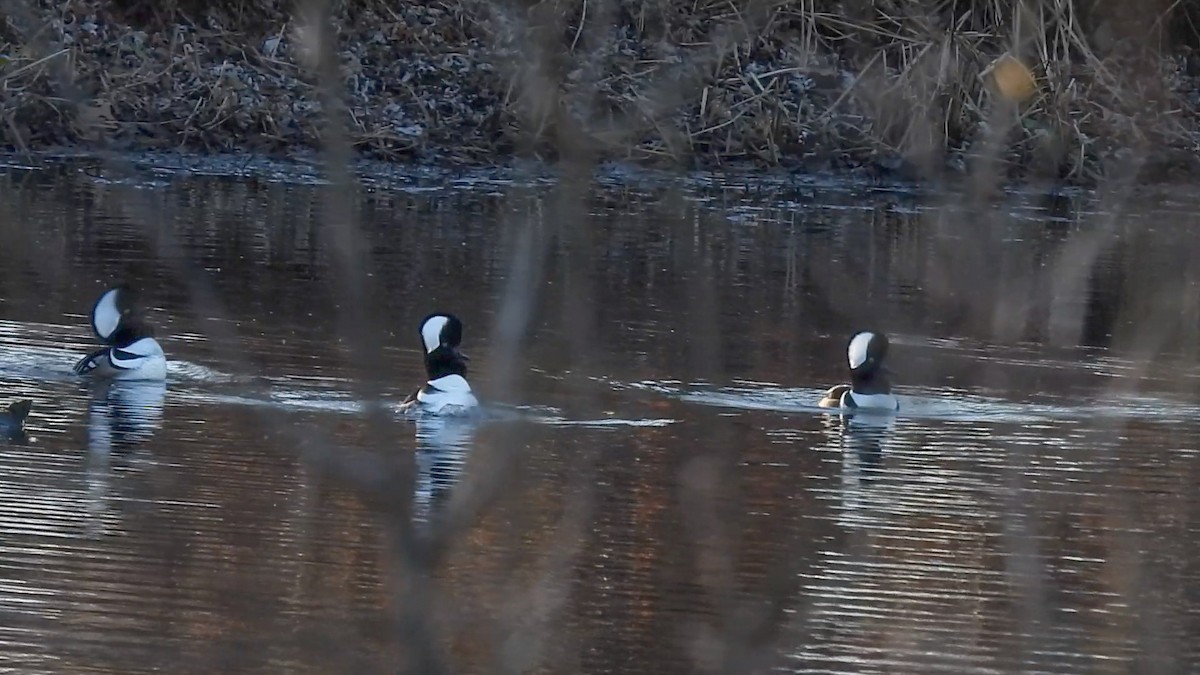 Hooded Merganser - ML645802032