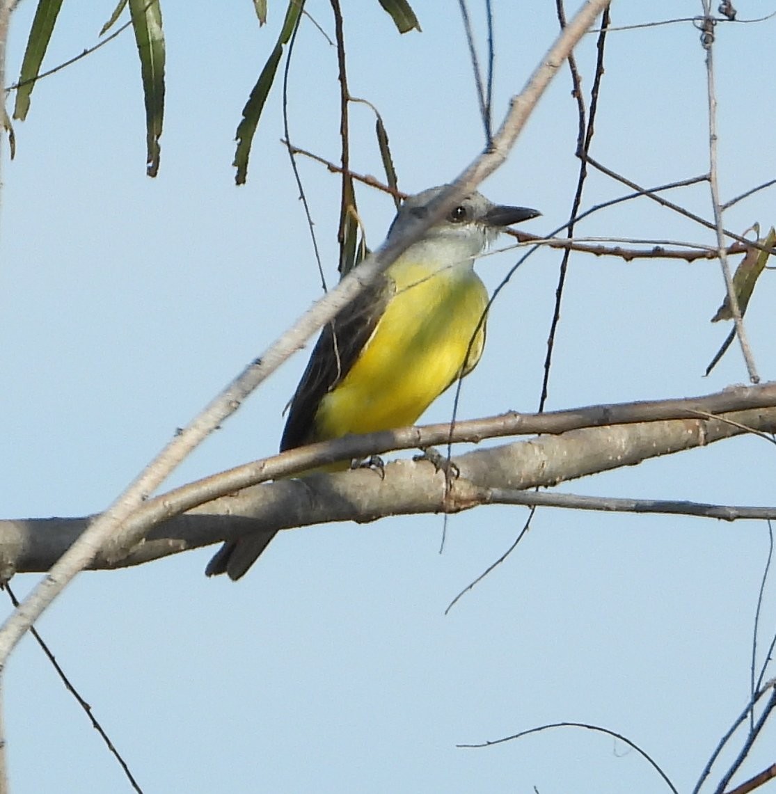 Couch's Kingbird - ML645802033