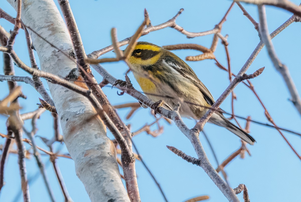 Townsend's Warbler - ML645802037