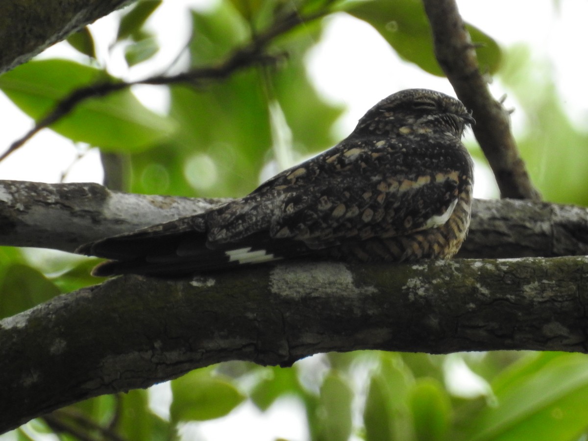 Lesser Nighthawk - ML645802050