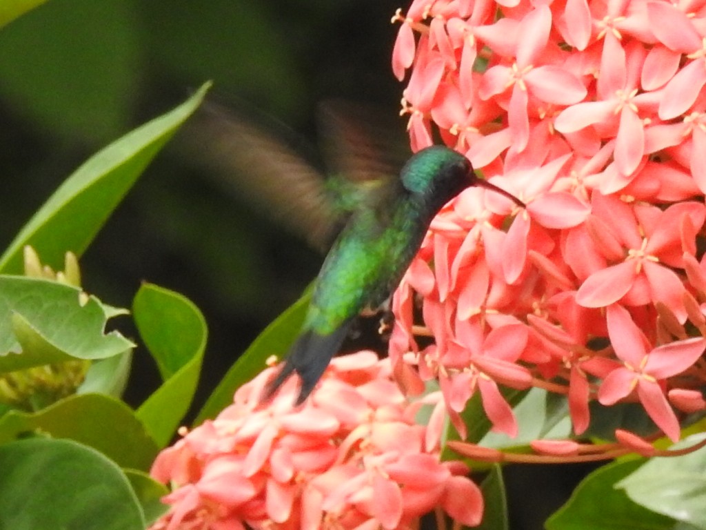 Sapphire-bellied Hummingbird - ML645802059