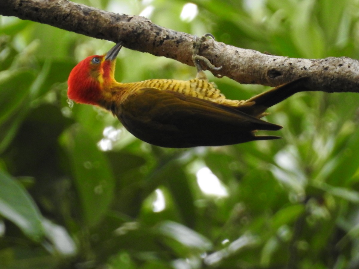 Golden-green Woodpecker - ML645802064