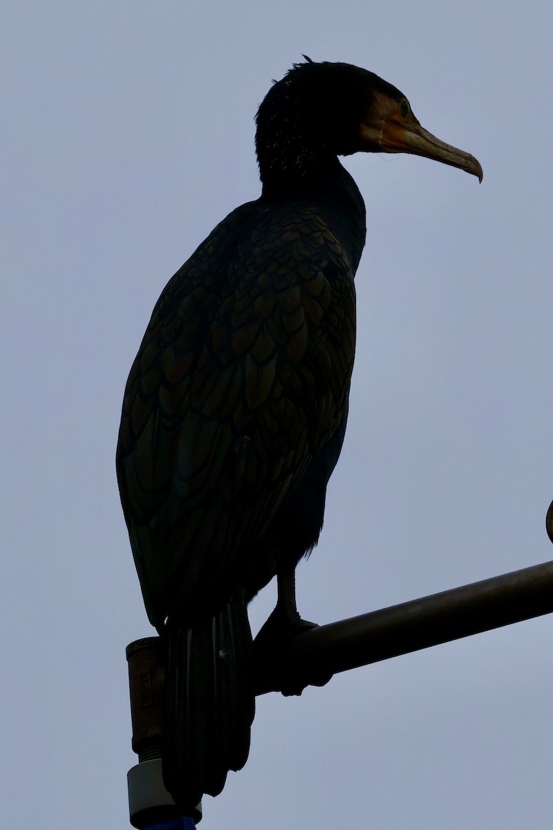 kormorán velký - ML645802066