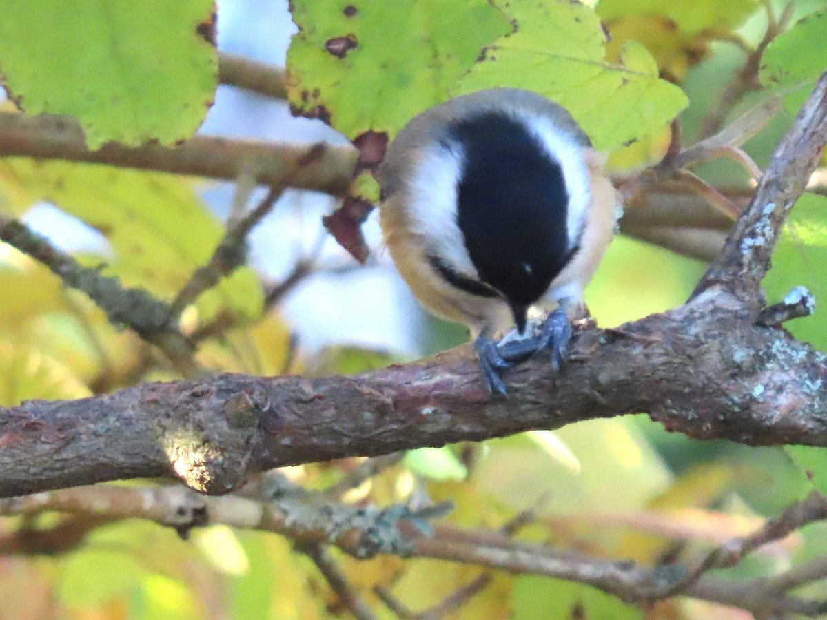 Black-capped Chickadee - ML645802074