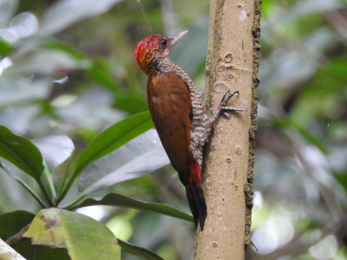 Red-rumped Woodpecker - ML645802075