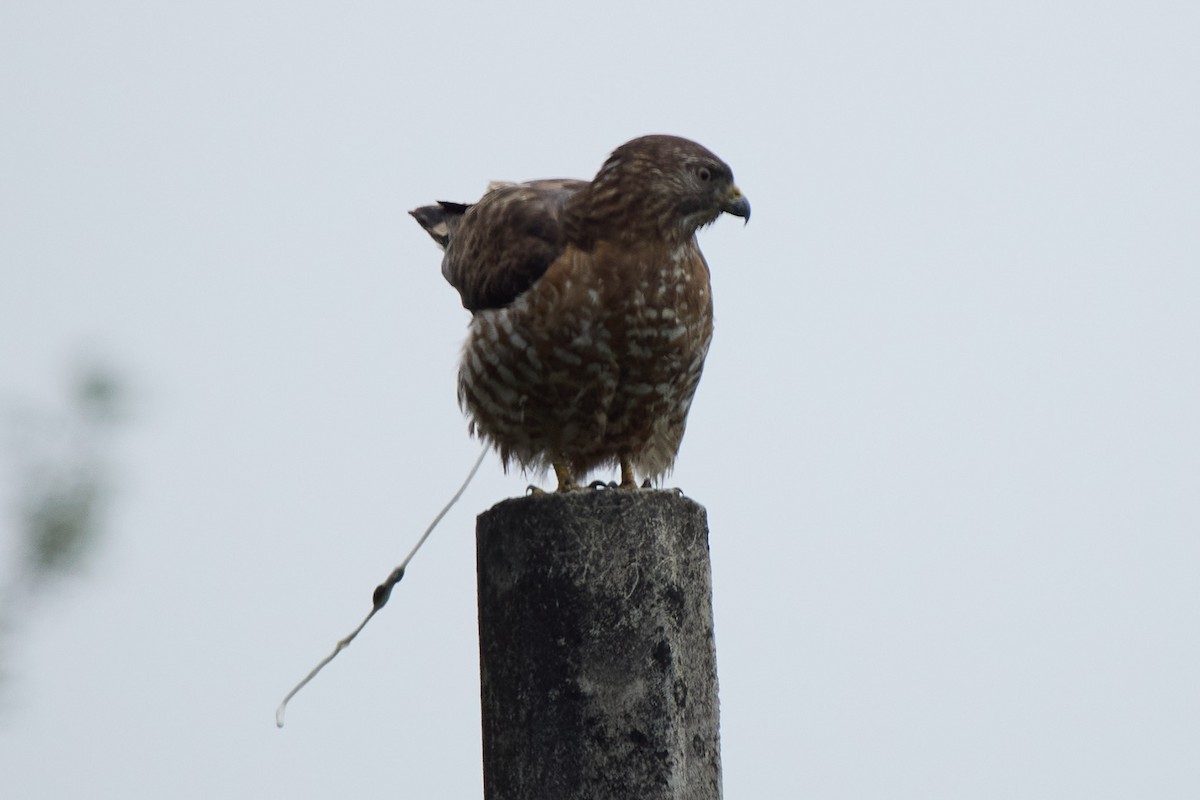 Канюк ширококрилий - ML645802077