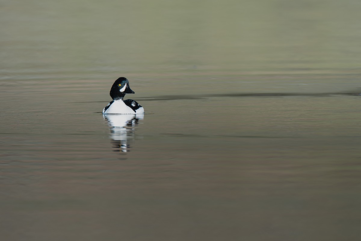 Murgilari islandiarra - ML645802085