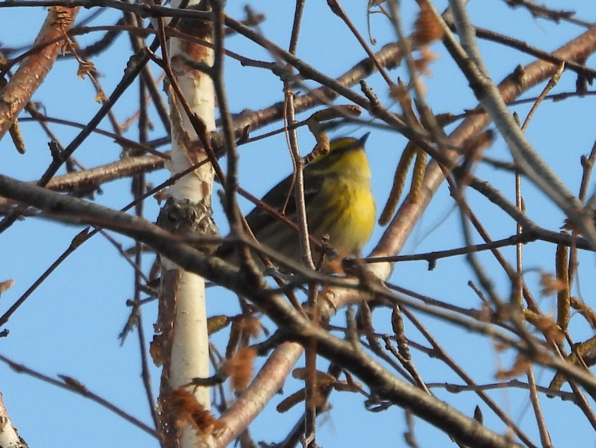 Townsend's Warbler - ML645802110