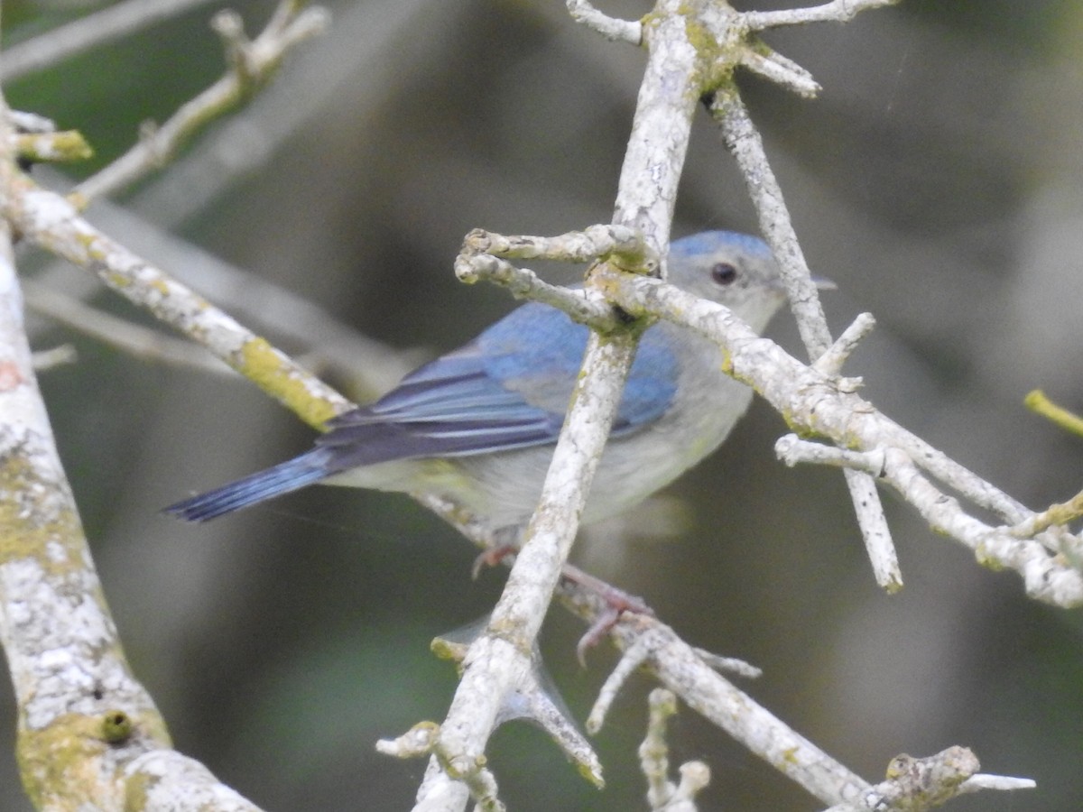 Bicolored Conebill - ML645802111