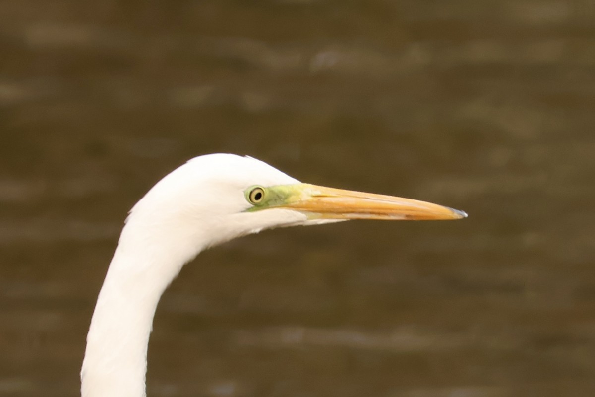 Garceta Grande - ML645802118