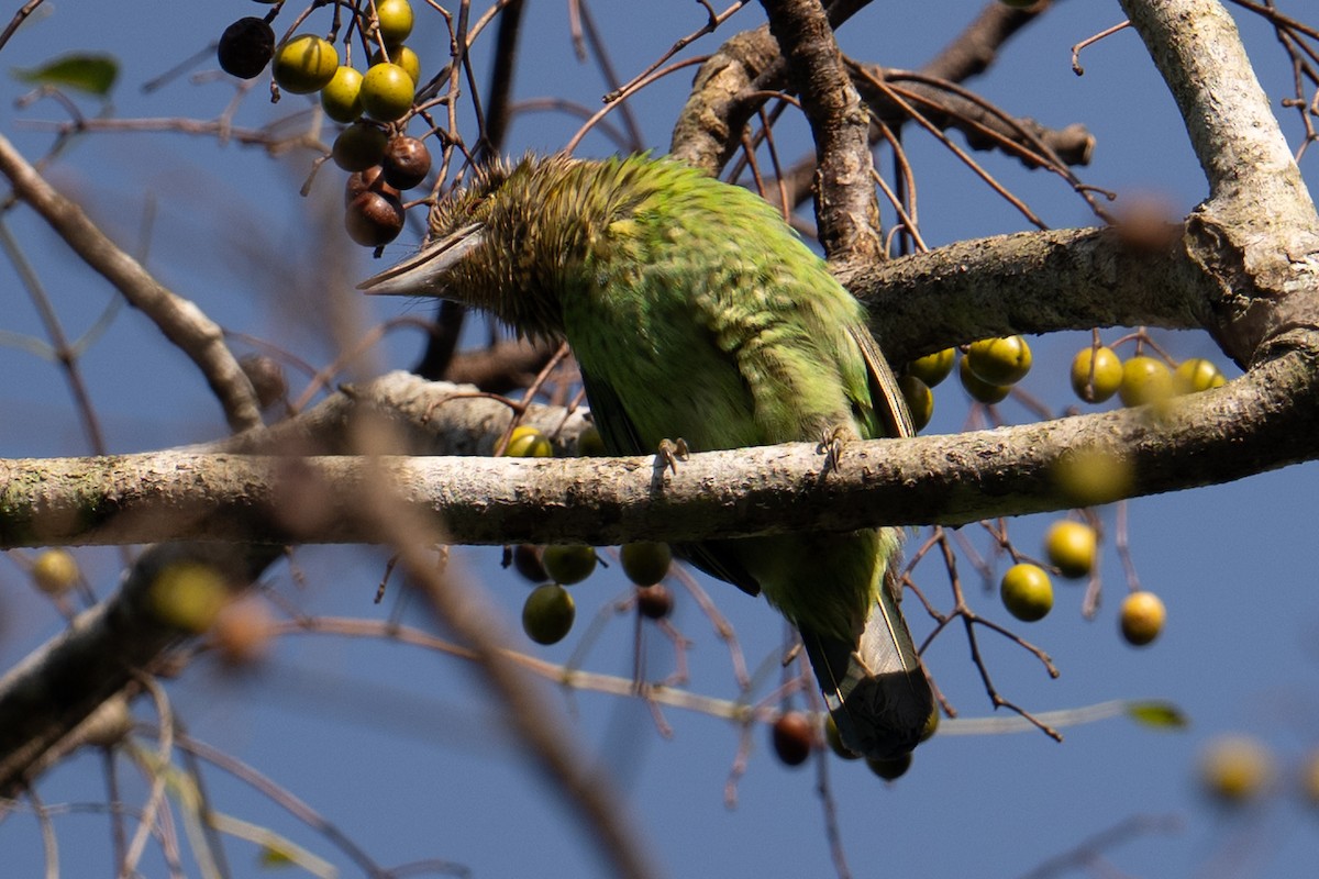 Green-eared Barbet - ML645802125
