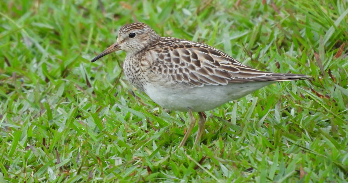 Дутыш - ML645802132