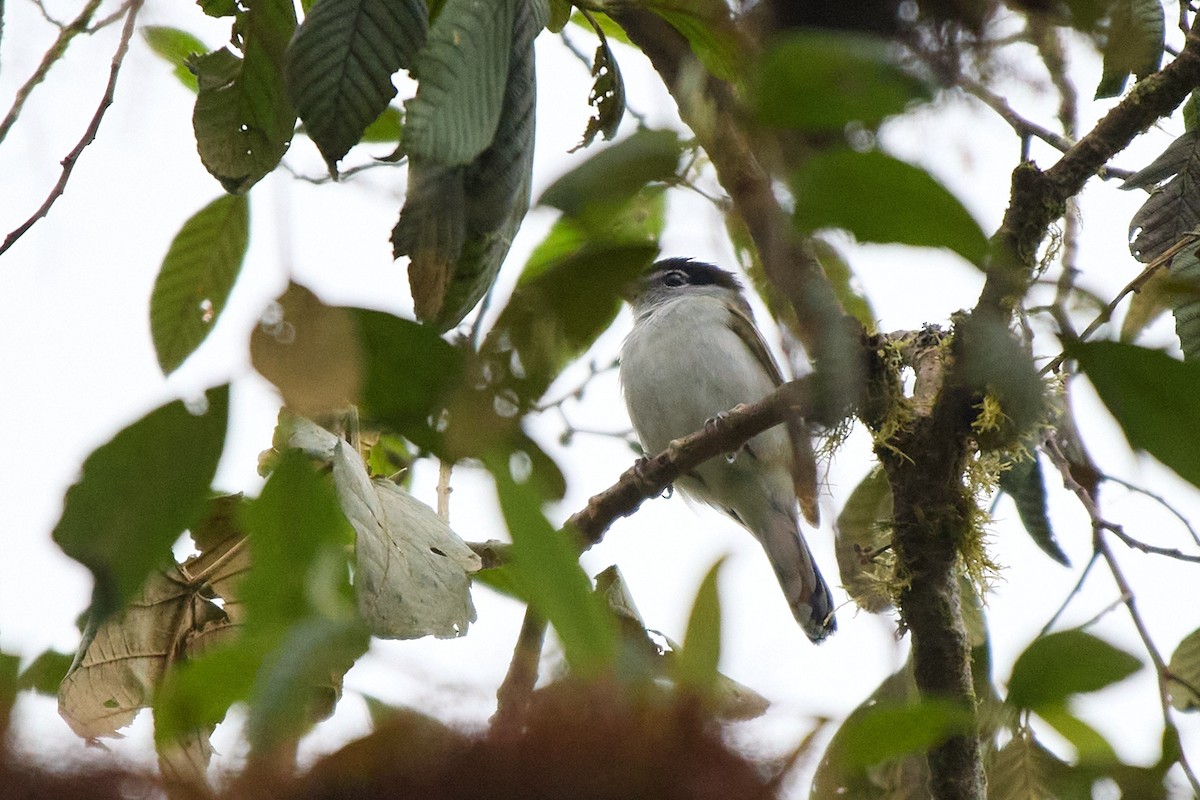 kryptobekard - ML645802133